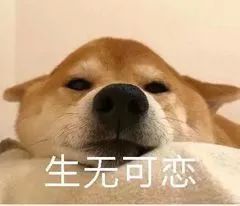 悲伤的狗狗表情包