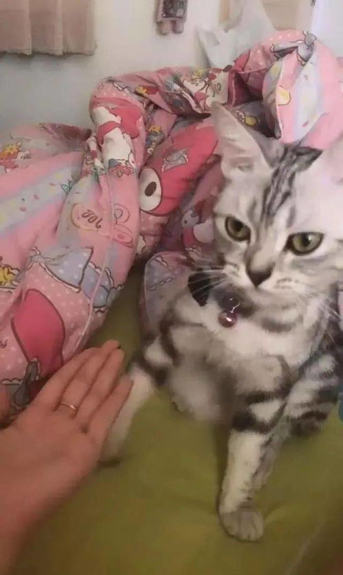 猫咪配合主人玩游戏,表情让人笑喷,猫多大了,还玩幼稚游戏