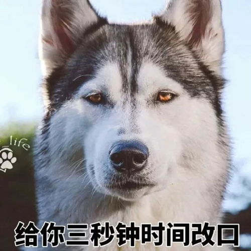 带了只二哈回家,可两个月后老爸直接怒吼带着你的狗给我滚