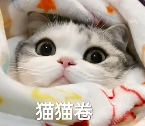 最近很火的表情包猫鸭子
