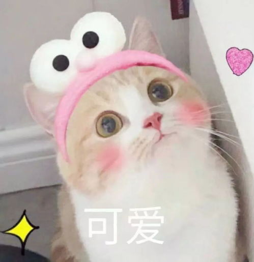情人节特辑一个人或两个人,这个情人节都应该是幸福的模样
