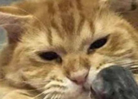 主人将小奶猫给橘猫,但它用表情告诉主人隔壁老王的,快点拿开