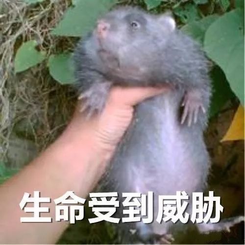 这些2018最火的表情包,没用过你这一年都白过了随手拍顺延一周