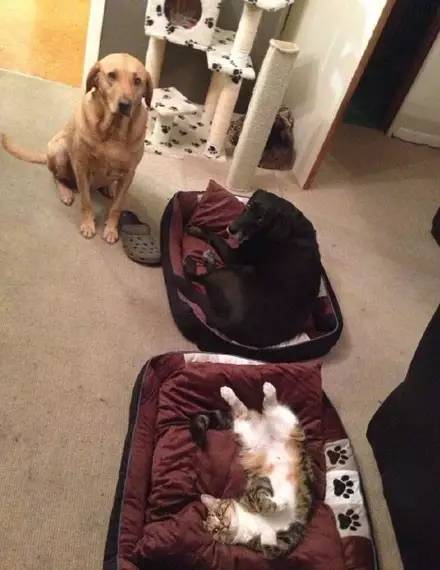给狗狗买了新窝,被猫主子发现后....心疼狗狗