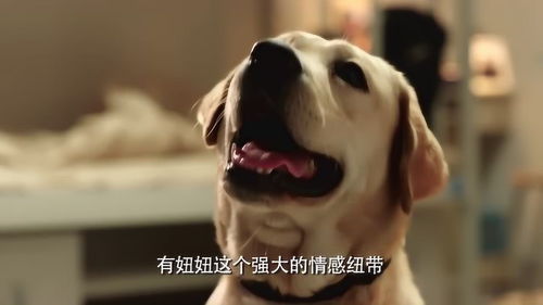 室友散播美女谣言,被堵到厕所不敢出来,身旁狗狗的表情亮了