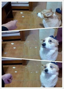 宠物犬做错事后,露出了最魔性的表情,最后那只二哈你赢了