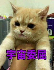 聊天必备表情包猫咪