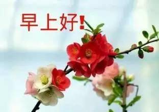 早上好朋友们最全的早上好表情图片送给你好心情陪伴