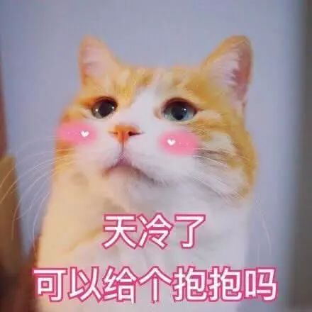 两只猫抱一起表情包表情包