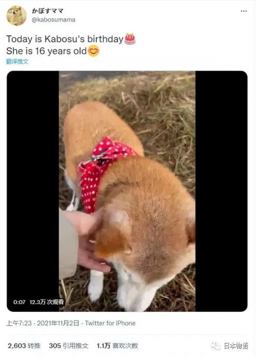 腾讯成功注册狗头表情包商标,柴犬本尊刚过16岁生日,狗生曲折