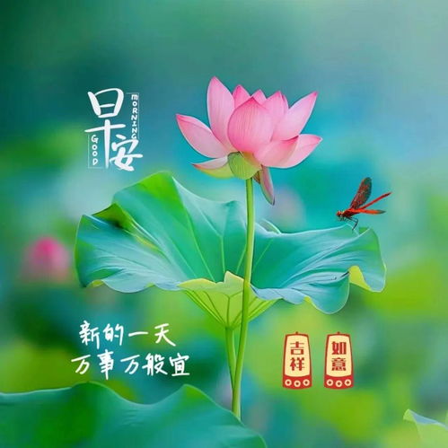 2024年6月21日星期五非常漂亮夏日早上好问候动态表情图片大全最美早安问候祝福语图片