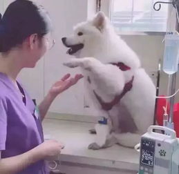 狗狗去医院要打针,它不断朝护士卖萌作揖你看我这么萌,轻点