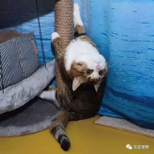 猫坚强,双腿残疾的猫咪不但不内向,反倒是快乐的表情包让它大火