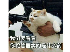 这只猫跳舞竟比人还骚不仅会煮饭还会帮赚钱,关键时候还能救命
