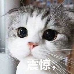 你还在等什么表情包图猫咪