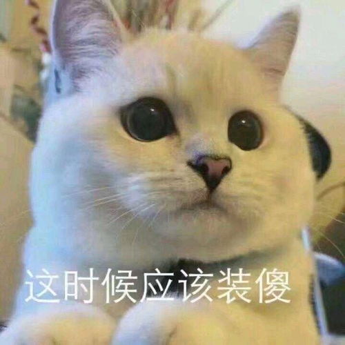 猫咪经济是不是本世纪最大的骗局