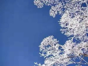 黄山下雪了,今冬首场降雪,好想和你去黄山看一场漂亮的雪景