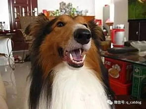 狗狗听到去洗澡和出去玩的时候,这表情反差也太大了
