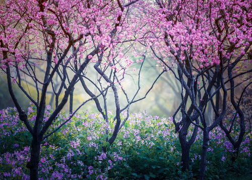 三生三世十里桃花花海