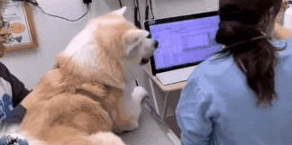 网友带秋田犬去打针,检查时还讨好医生,狗打针时轻点