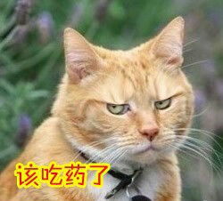 猫咪挠痒痒表情包猫咪