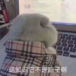 河南专升本冲刺没状态小耶支招让你快速脉动回来