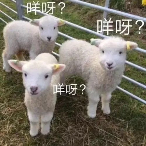 萌宠表情包想要小姐姐抱着睡