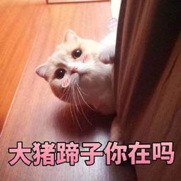 问对方在吗的表情包在干嘛,有点想你