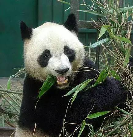 被扒毛裤照片又火了,缘小说,14年了还不放过我,熊猫不要面子