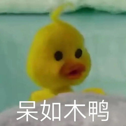 有这种小黄鸭的表情包么,谢谢