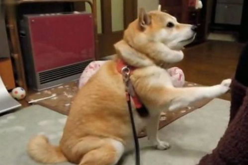 主人光顾哄女友,心机柴犬为引主人注意,竟用这种小伎俩