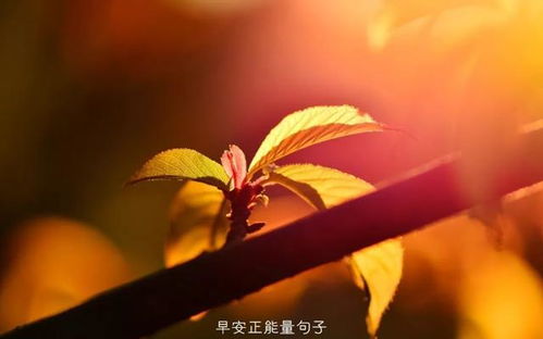 早安心语优美的语句早安心语阳光唯美语录