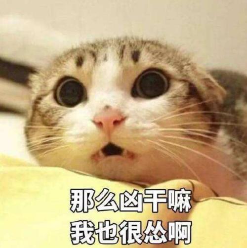 偷我表情包猫咪