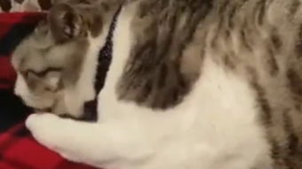 给猫主子挠痒痒,只要一停下,猫就立刻瞪我一个眼