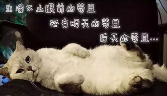 笑掉大牙有了这波毒鸡汤表情包,我多年的丧病终于有救了