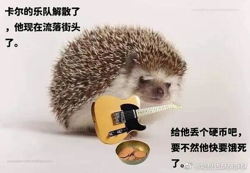 求刺猬卡尔表情包...哪哪都找不着