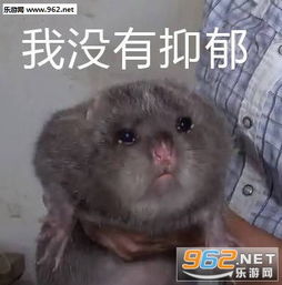 华农兄弟中暑了太肥了养不起竹鼠表情包莫挨老子的皮竹鼠表情包下载乐游网游戏下载