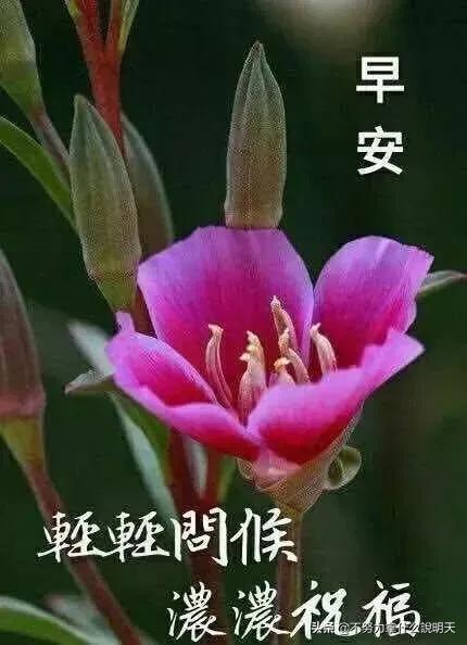 微信早上好表情包祝福语