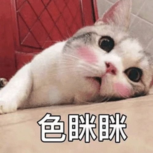 撩妹表情包调情猫咪