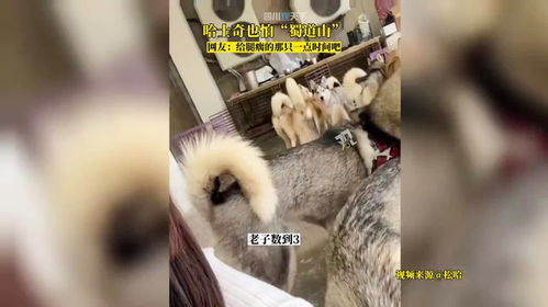 太哈人了听到主人说老子蜀道山,哈士奇们纷纷自觉回笼