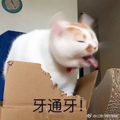 主人拍下猫咪啃箱子时的画面,哈哈,张张都是表情包,感受下...