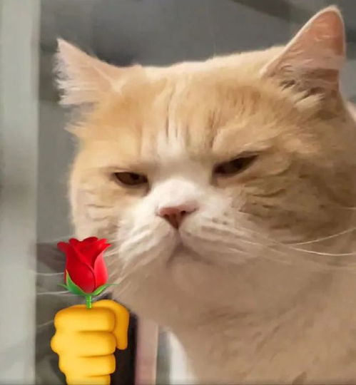 刚睡醒,什么事丨第299期猫咪表情包