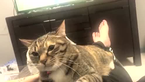 爱猫的个人频道