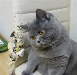 不瞒你说,猫咪恨你,会有这些表现