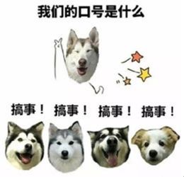 教你如何在屋顶种树