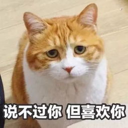 情侣之间发什么表情包网友快马住,万一有对象了呢