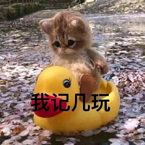 e句话看天下狗狗救下被歹徒抢劫的女孩,自己却无家可归