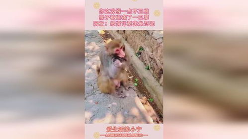 你这泼猴一点不正经,猴子被偷袭了一巴掌,怎么感觉意犹未尽呢