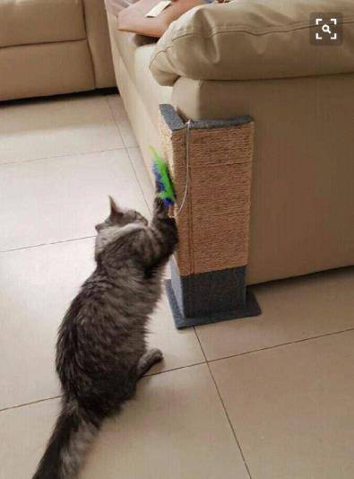 猫咪挠痒痒表情包主子