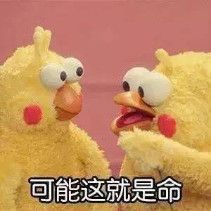 可达鸭玩具表情包摄影师